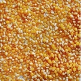 Ngô