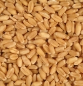 Lúa Mì